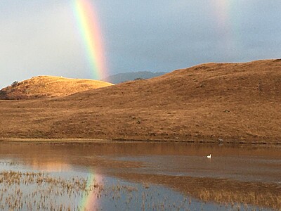 Kilmalieu Rainbow and lone swan on loachan