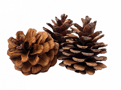 Logo for Fircones Holiday & Retreat Cottage - Lowick, Northumberland